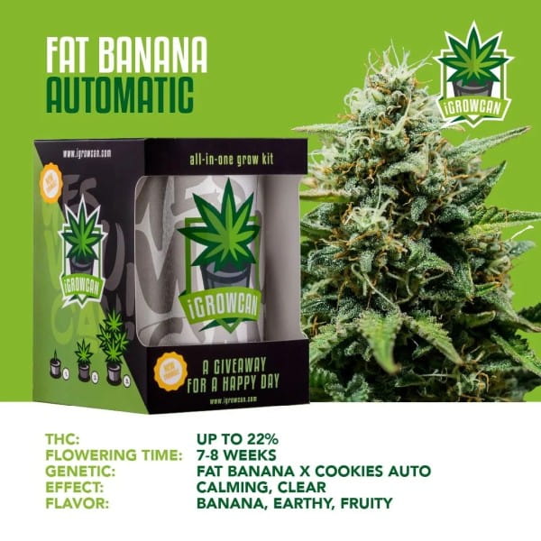 iGrowCan Automatic - Fat Banana